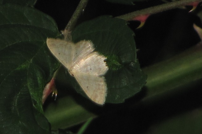 Geometridae da ID